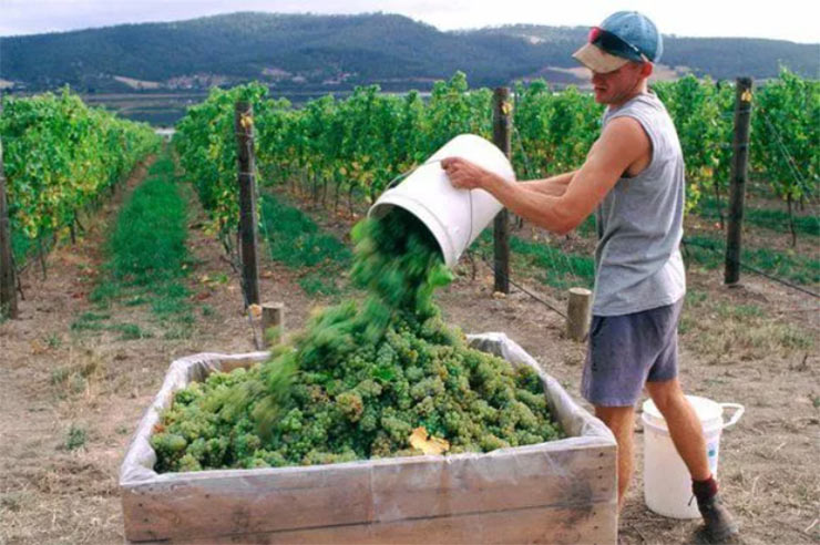 Farm work in Australia