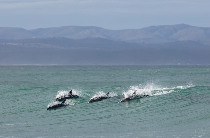 Dolphin Beach, Jeffreys Bay