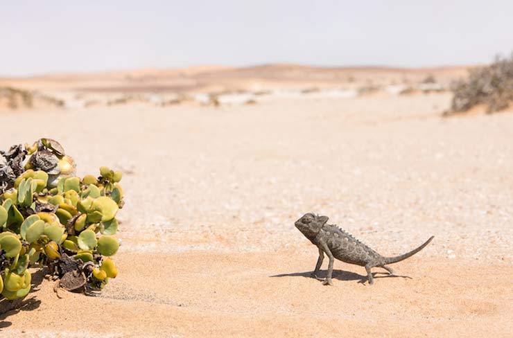 Dorob National Park