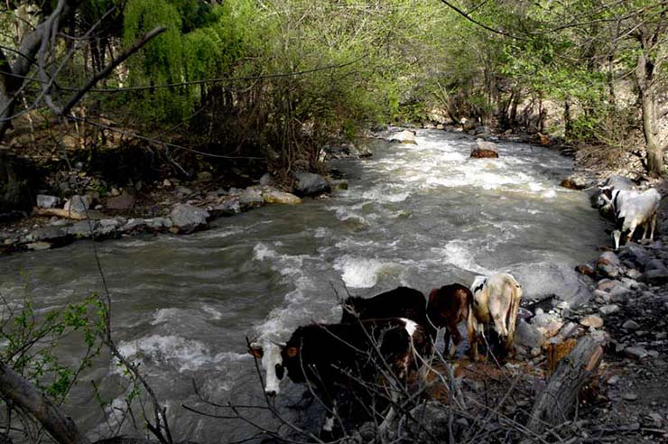 روستای الیت مرزن آباد چالوس