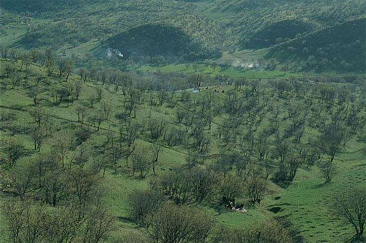 پارک جنگلی بلوران