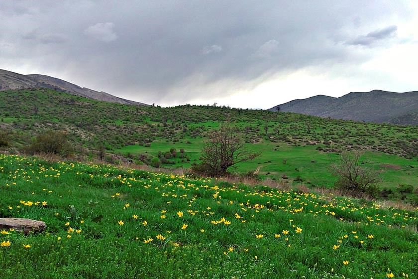 جنگل رودبارک مهدیشهر