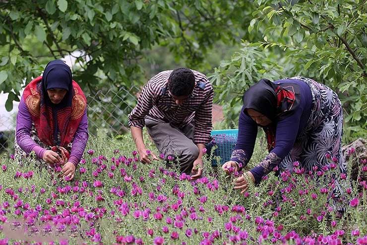 1683365365 623 گل گاو زبان نگینی بر دامن سرسبز هزارجریب نکا مازندران