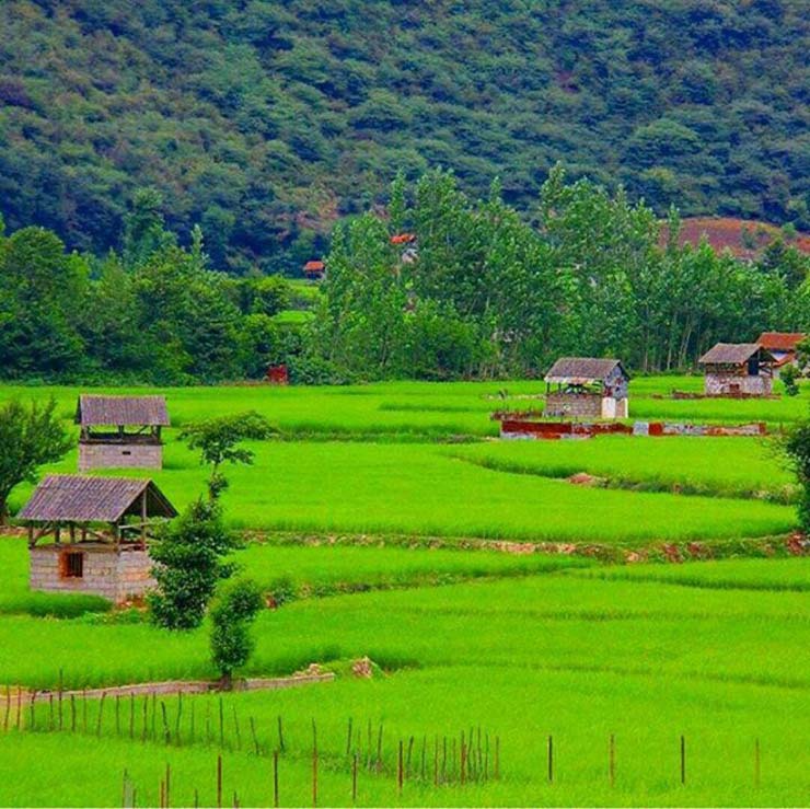 1683365365 821 گل گاو زبان نگینی بر دامن سرسبز هزارجریب نکا مازندران