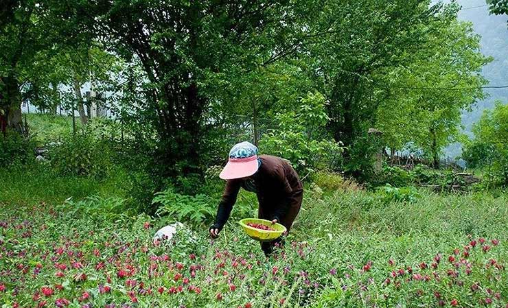 1683365366 951 گل گاو زبان نگینی بر دامن سرسبز هزارجریب نکا مازندران