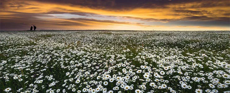 دشت گل های بابونه در فندقلو اردبیل گلستانی در میان ابر و جنگل