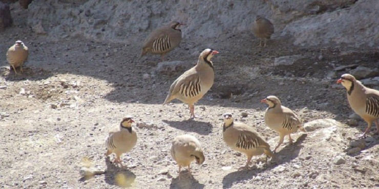 حیوانات پارک ملی تندوره