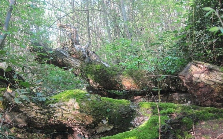 مسیر دسترسی به آبشار چلم ریز 