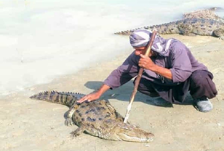 تمساح های ایران