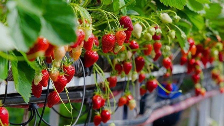 مزرعه ی توت فرنگی گنتینگ
