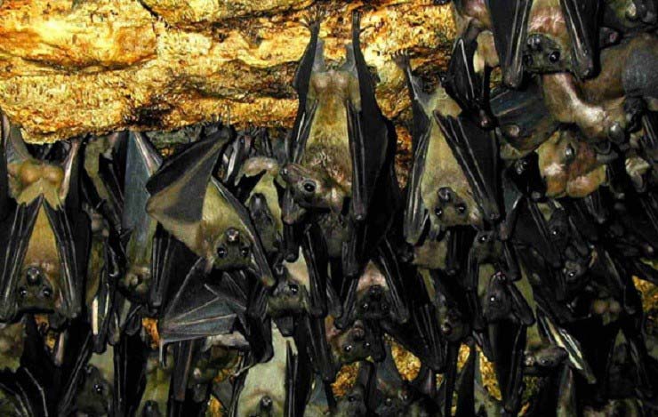 غار خفاش 