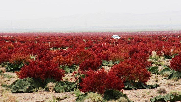 شهربابک کرمان