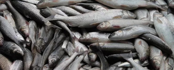 بازار توریستی ماهی فروشان دَستَک، در استان گیلان