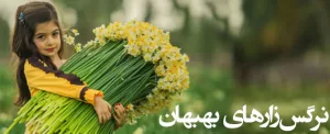 نرگس زارهای بهبهان خوزستان، گلستانی از نرگس در کوچه های زمستان