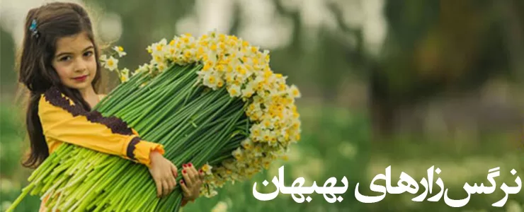 نرگس زارهای بهبهان خوزستان، گلستانی از نرگس در کوچه های زمستان