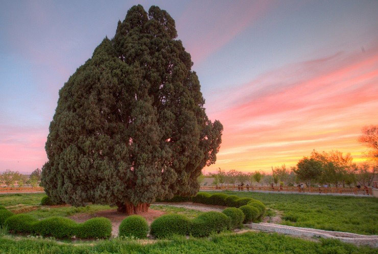 سرو ابرکوه