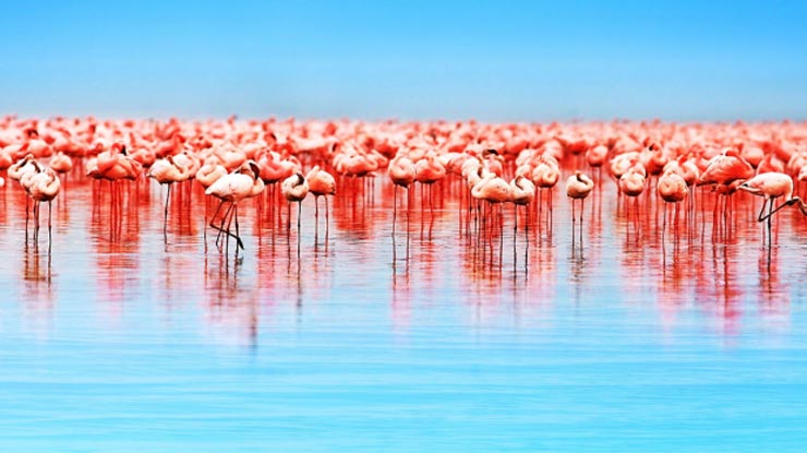 دریاچه ناكورو، كنیا