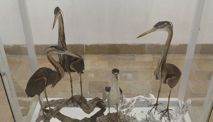 موزه پرنده گان بیرجند