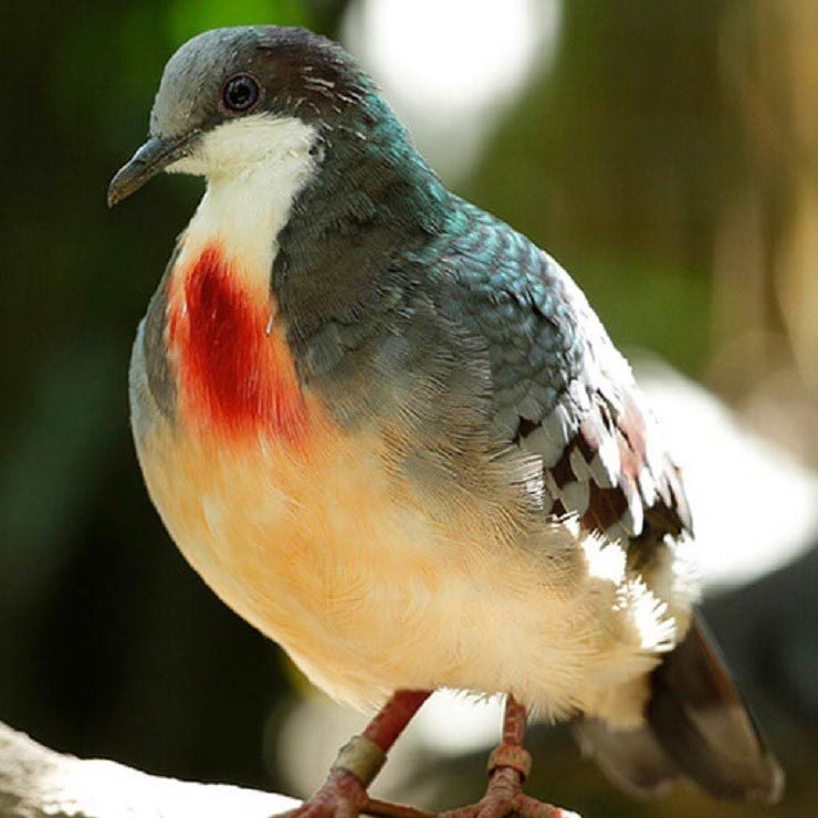 باغ پرندگان جورونگ سنگاپور