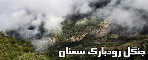 جنگل  رودبارك  در  مهدیشهر  استان  سمنان  هیركانی كشور