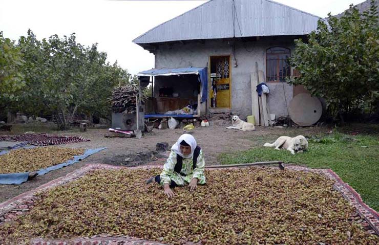 برداشت فندق در گیلان