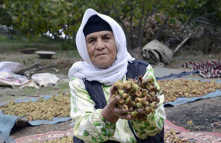 برداشت فندق در گیلان