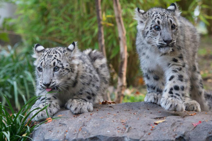 Central Park Zoo