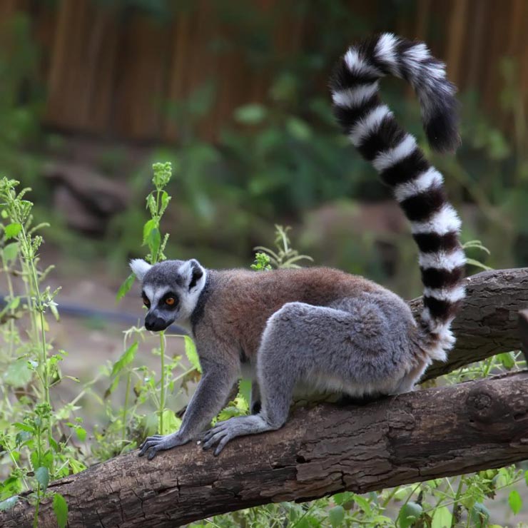 Melbourne Zoo