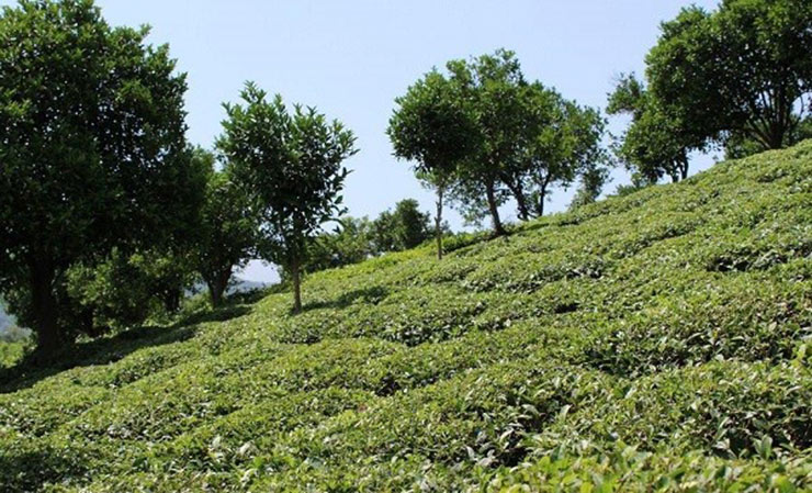 روستای توریستی کیسم