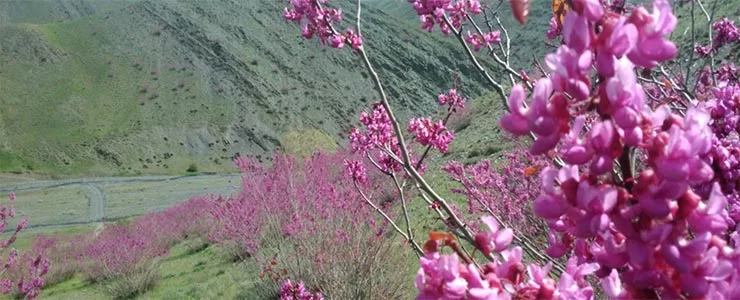 دره ارغوان مشهد