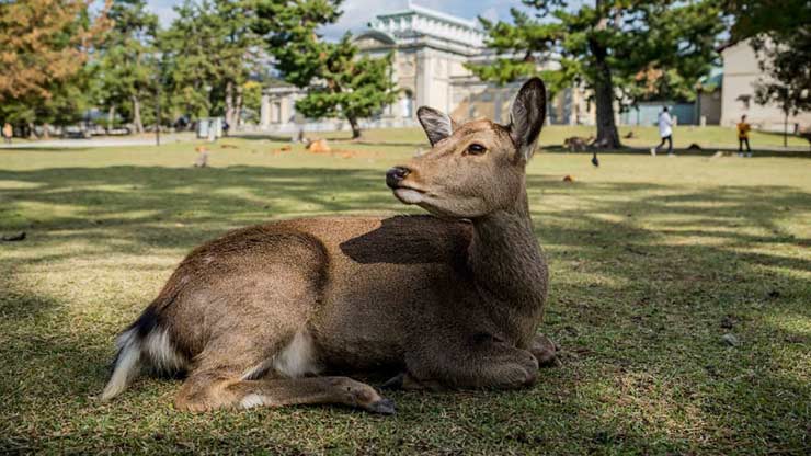 The Nara train