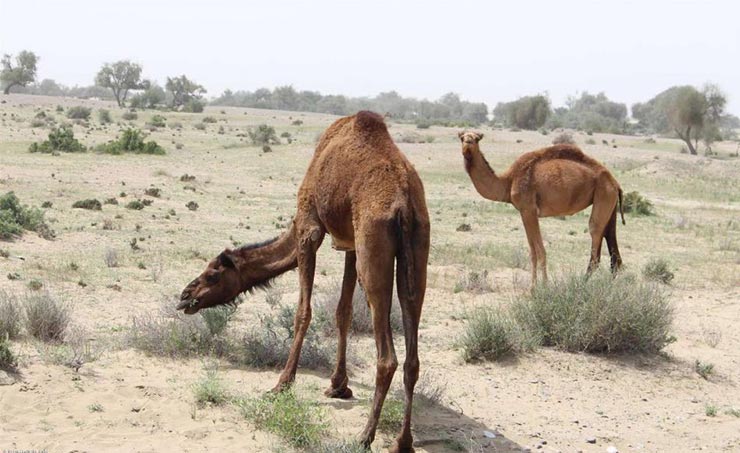 درک زر آباد