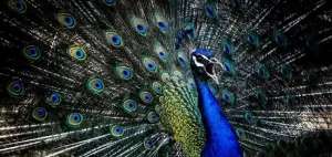 باغ پرندگان اصفهان، دنیایی رنگین با آواهایی شنیدنی