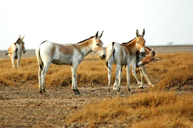 پارک ملی کویر