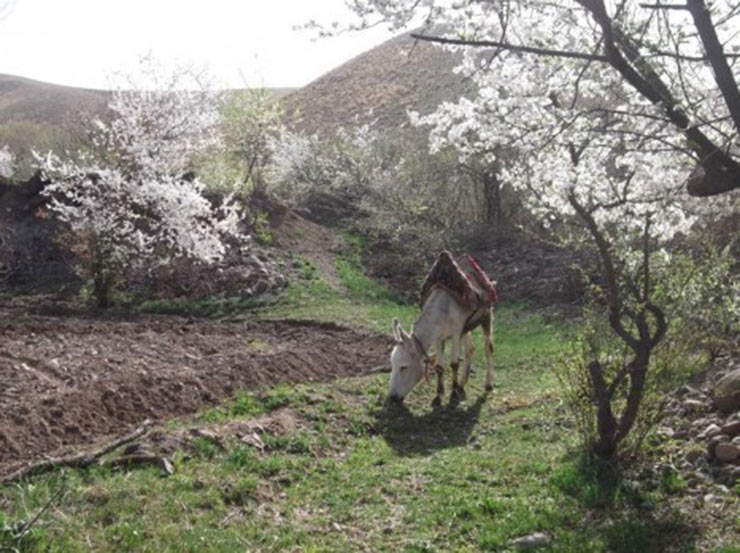 نمایی زیبا از روستای تاریخی «رازلیق