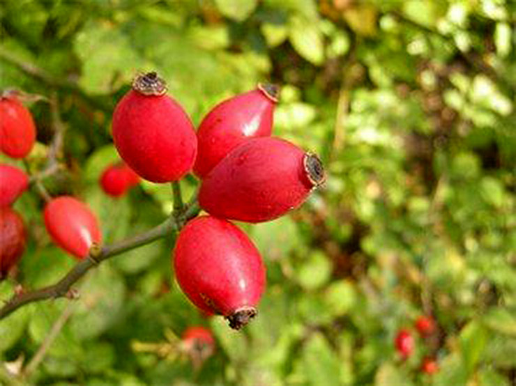 نمایی زیبا از روستای تاریخی «رازلیق