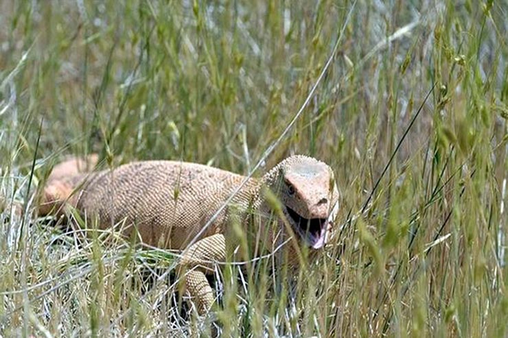 گونه های جانوری ایران