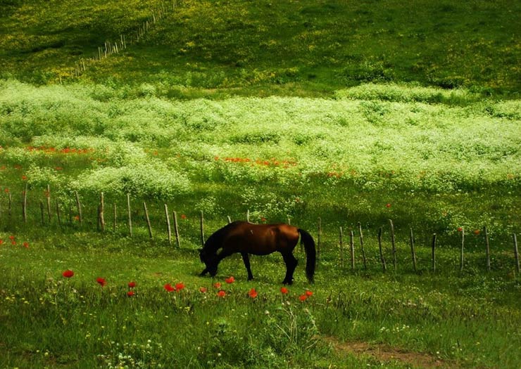 دریاچه نئور 