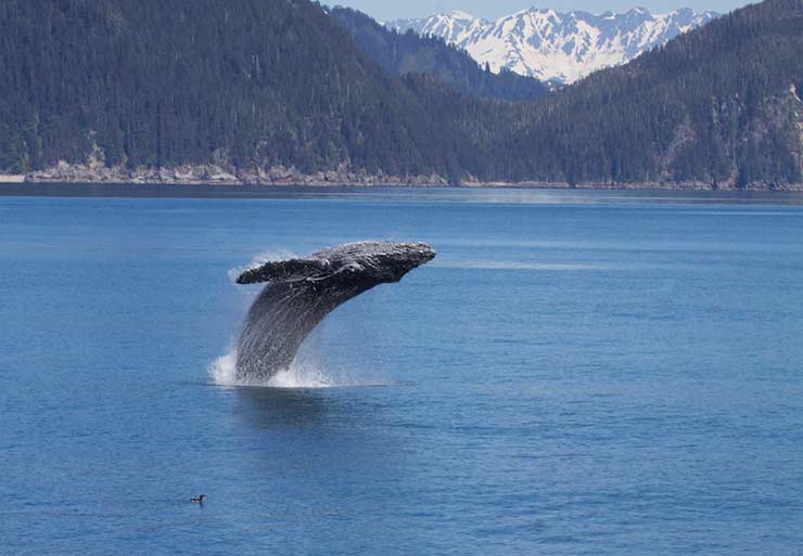 Kenai Fjords National Park