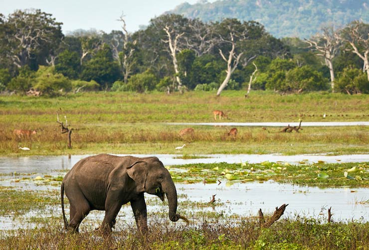 Yala National Park