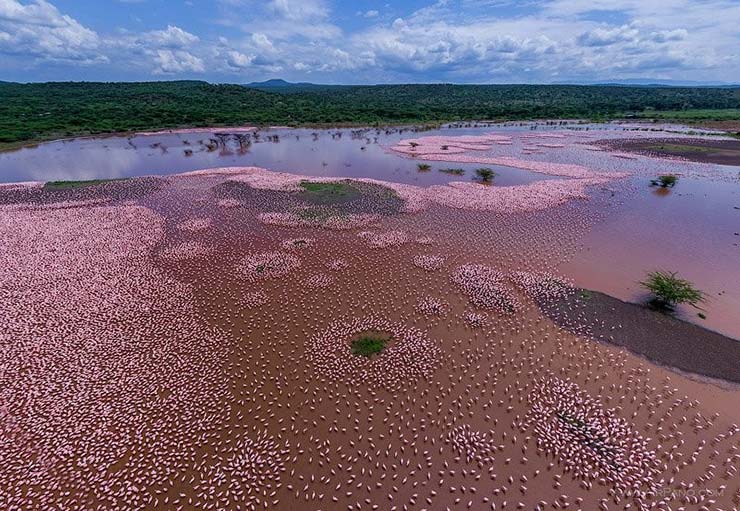 1683370591 101 دریاچه bogoria، بهشت فلامینگوها در کنیا