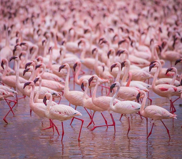 دریاچه bogoria