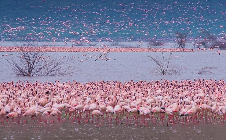 دریاچه bogoria