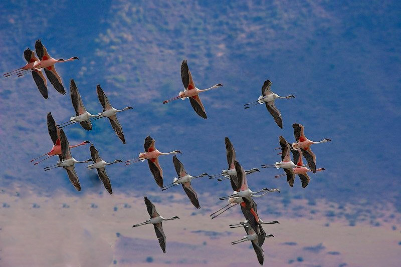 دریاچه bogoria