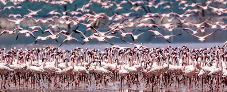 دریاچه bogoria، بهشت فلامینگوها در کنیا