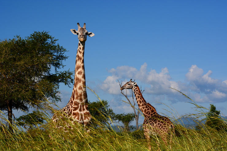 Mikumi National Park