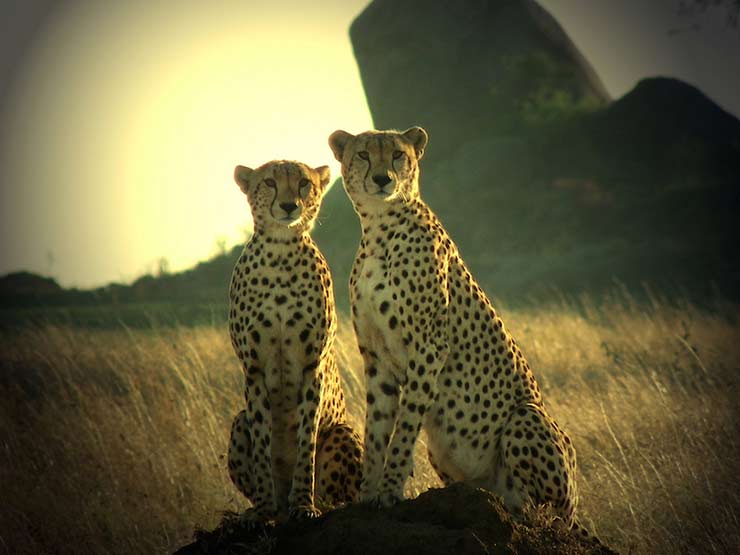 Ruaha National Park