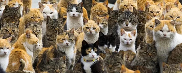 جزیره  آئوشیما در  ژاپن  مهد گربه های جهان