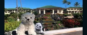 داستان گمشدن عروسک تدی خرسه در هتل گرند هیات کاوایی پنج ستاره در هاوایی