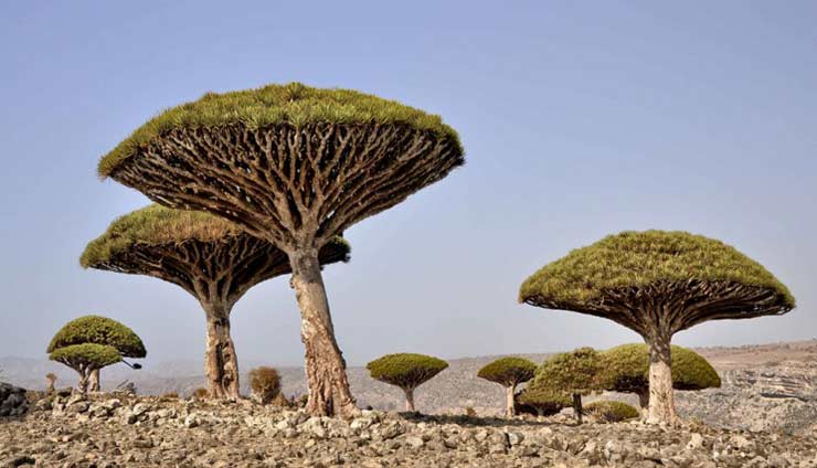 Socotra Island